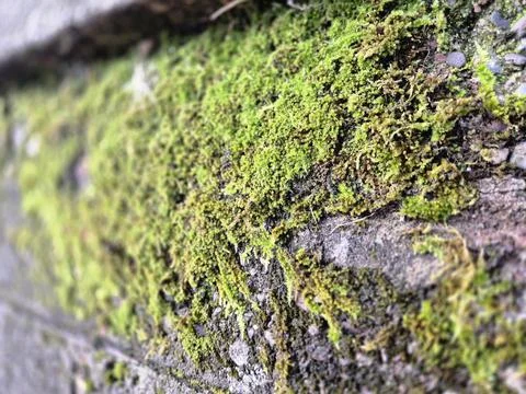 Macro close up of bright green moss growing across rough tree bark with soft  Stock Photos