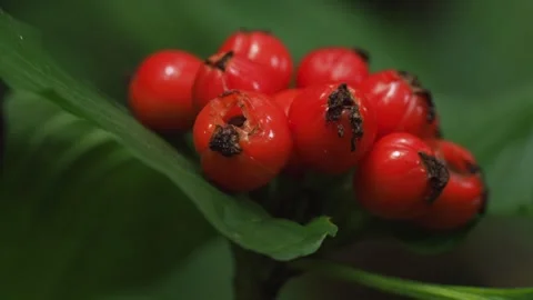 Macro Close Up of Bright Red Tropical Berries in Rainforest Vegetation Vidéo 335509546