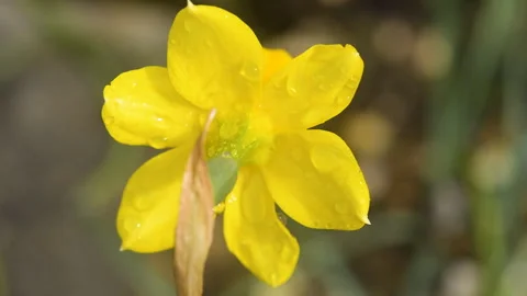 Macro close up of bright yellow daffodil petals with raindrops Stock Footage 337420360
