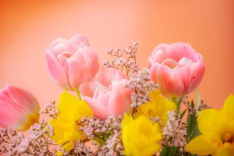 Macro close-up of a bright yellow daffodil surrounded by delicate pink. 库存照片
