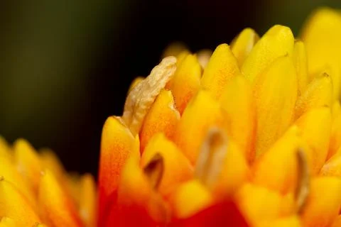 Macro close-up of bright yellow flower stamen and petals Stock Photos