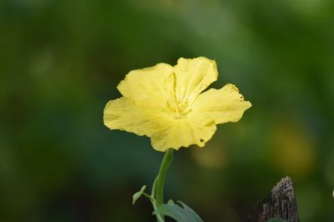 Macro Close Up of Bright Yellow Sponge Gourd Flower Blooming Stock Photos