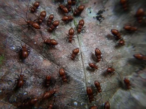 Macro Close-Up of Brown Barklice Insects on Dry Leaf Stock Photos