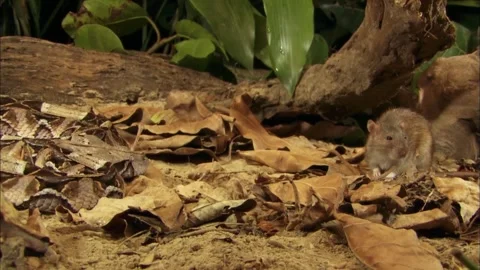 Macro Close Up of Brown Rat on Forest Floor, Rodent behavior, 4K Stock Footage 339516200