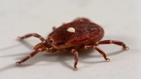 Macro close up of a brown tick with a white spot on its back Video stock 347474511