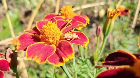 Macro close up of bug on French marigold flower 動画素材 347090747