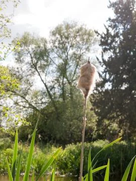 A macro close up of a bulrush at the riverside with lots of summer light be.. Stock Photos