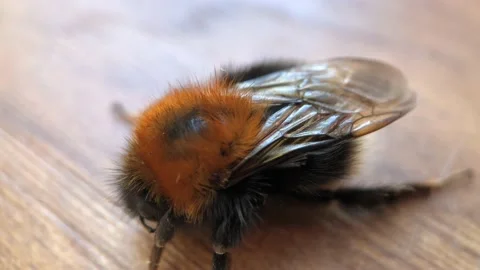 Macro Close Up Of A Bumble Bee 4k Filmed At 60p Rendered At 30p 50% Slow Mo Stock Footage 143002221