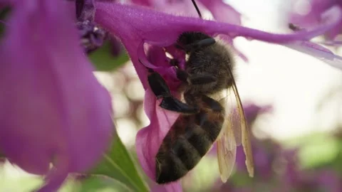 Macro close-up of bumble bee getting nectar from bee balm flower Stock Footage 146921140