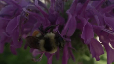 Macro close-up of bumble bee getting nectar from bee balm flower Stock Footage 146924128