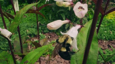 Macro Close-Up of Bumblebee Collecting Nectar from Pink Wildflowers Stock Footage 311813221