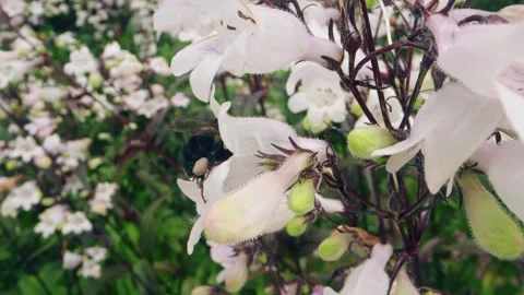 Macro Close-Up of Bumblebee Collecting Nectar from Pink Wildflowers Stock Footage 311813431