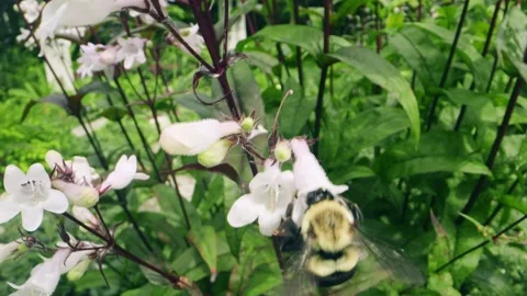 Macro Close-Up of Bumblebee Collecting Nectar from Pink Wildflowers Stock Footage 311813607
