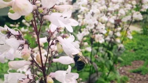 Macro Close-Up of Bumblebee Collecting Nectar from Pink Wildflowers Stock Footage 311813717