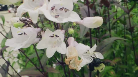 Macro Close-Up of Bumblebee Collecting Nectar from Pink Wildflowers Stock Footage 311813921