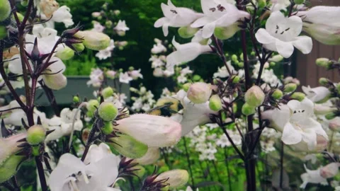 Macro Close-Up of Bumblebee Collecting Nectar from Pink Wildflowers Stock Footage 311814277
