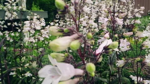 Macro Close-Up of Bumblebee Collecting Nectar from Pink Wildflowers Stock Footage 311814379