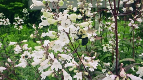 Macro Close-Up of Bumblebee Collecting Nectar from Pink Wildflowers Stock Footage 311814459