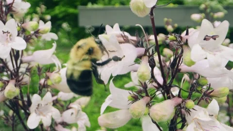 Macro Close-Up of Bumblebee Collecting Nectar from Pink Wildflowers Stock Footage 311814590