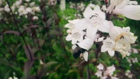 Macro Close-Up of Bumblebee Collecting Nectar from Pink Wildflowers Stock Footage 311814757