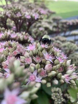 Macro Close-Up of Bumblebee Pollinating Spring Flowers Foto stock