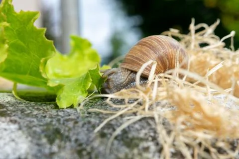 Macro close-up of a Burgundy snail pulling a lettuce leaf with her Radula int Stock Photos
