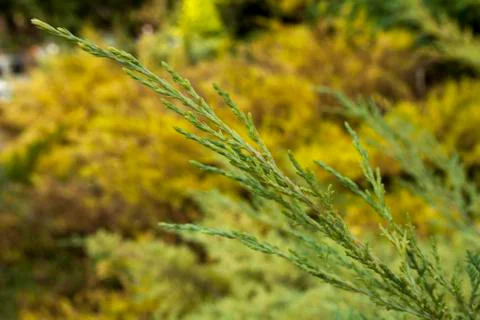 Macro close up of bush weeds Stock Photos