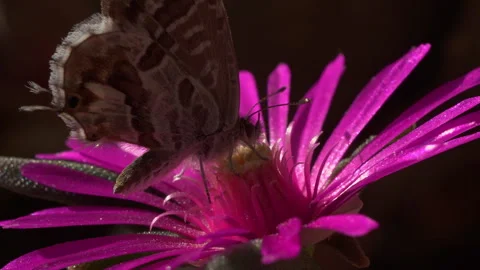 Macro Close‑Up: Butterfly Feeding on Fully Bloomed Purple Lampranthus Stock Footage 307415262