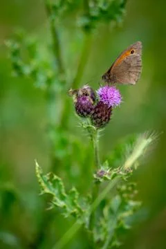 Macro close up butterfly with green background Stock Photos