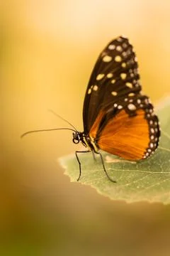 Macro close up of butterfly on leaf	 Stock Photos
