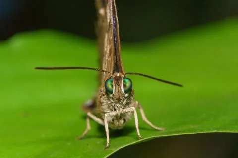 Macro Close up Butterfly Stock Photos