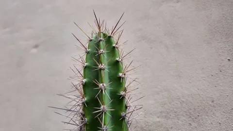 Macro Close-Up Of Cactus Spines And Texture Stock Footage 338010542