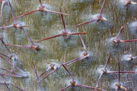 Macro Close-Up of Cactus Spines and Green Surface Foto stock