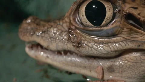 Macro close up of a caiman crocodillian juvenile baby eyeball Stock Footage 167334068