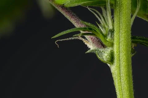 Macro close up of Cannabis indica node showing calyx, pistil and stem Stock-Fotos