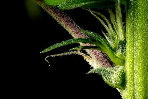 Macro close up of Cannabis indica node showing calyx, pistil and stem Stock-Fotos