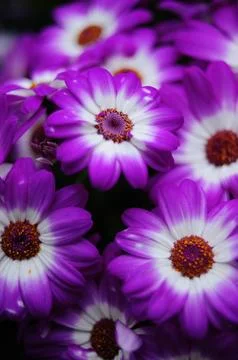 A macro close-up captures the violet and pink petals of daisy-like summer Stock Photos