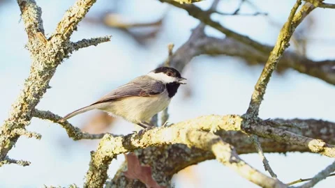 Macro Close-Up: Carolina Chickadee Cracking Sunflower Seed Stock-Footage 306890085