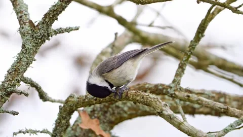 Macro Close-Up: Carolina Chickadee Cracking Sunflower Seed Video stock 306890652