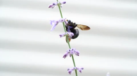 Macro Close up of Carpenter Bee on Purple Sage Flower Stock-Footage 66718630