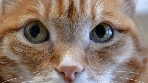 Macro close-up of cat eyes. Stock Footage 121394949