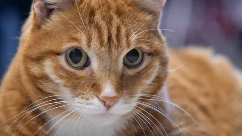 Macro close-up of cat eyes. Stock Footage 121394950