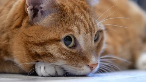 Macro close-up of cat eyes. Stock Footage 121394965