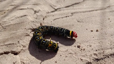 Macro close up of a caterpillar bruco crawling on sand under the sun. Stock Footage 309561301
