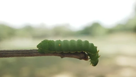 Macro close up Caterpillar, green worm is eating branch in a jungle. Видео 125485811