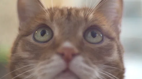 Macro close-up of the cat's eye. Stock-Footage 93180281