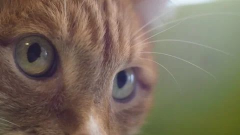 Macro close-up of the cat's eye. Видео 93180305