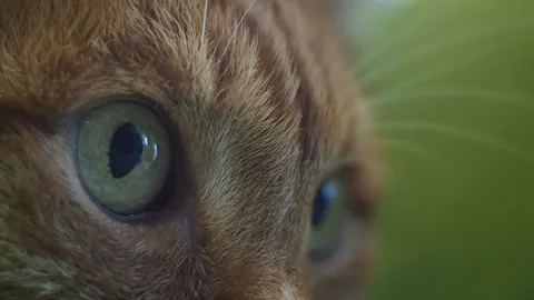 Macro close-up of the cat's eye. Stock Footage 93180320