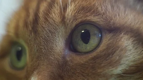 Macro close-up of the cat's eye. Stock-Footage 93180334