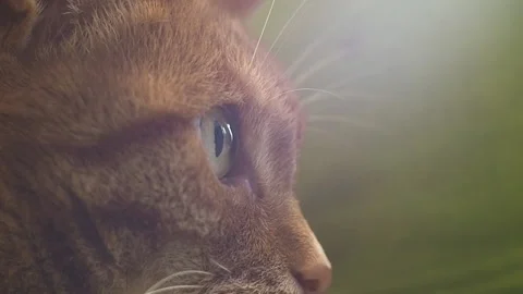 Macro close-up of the cat's eye. Stock-Footage 93180337